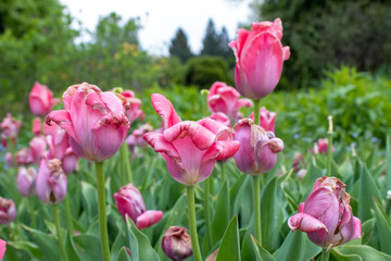 Blooming spring tulips close-up. Wall mural from flowers of tulips. The Botanical Garden in Lodz.