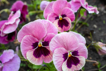 Multi-colored Flower Pansies closeup. Flowers wallpaper