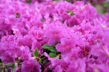 Rhododendron obtusum (Ericaceae), outdoor plants 2020