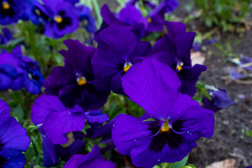 Multi-colored Flower Pansies closeup. Flowers wallpaper
