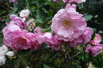 雨の日に咲いたピンクの薔薇の花