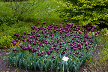 Blooming spring tulips close-up. Wall mural from flowers of tulips. The Botanical Garden in Lodz.