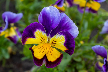 Multi-colored Flower Pansies closeup. Flowers wallpaper