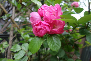 雨の日に咲いたピンクの薔薇の花