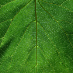 Green leaf with veins closeup