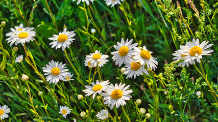 Obraz na płótnie Canvas Margariten - Blumen auf der Wildwiese