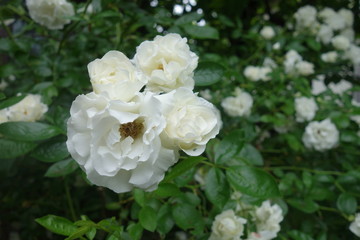 雨に濡れた白い薔薇の花
