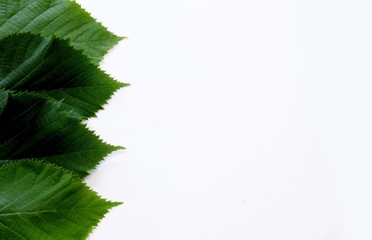 reen leaves on a white background