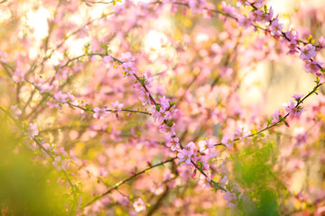 the plum trees bloom, Peach blossoms in bloom