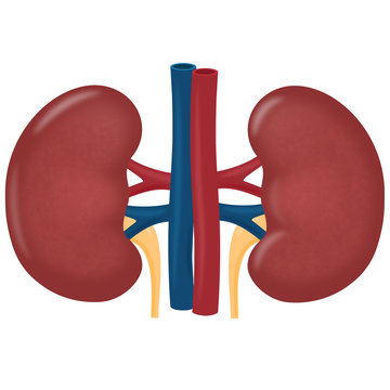 Illustration of the Human Kidney