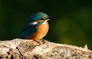 Common kingfisher, Alcedo atthis. In the early morning, a young bird sits on a beautiful branch above the river waiting for fish