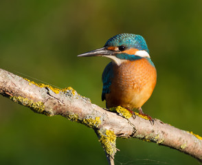 Common kingfisher, Alcedo atthis. In the early morning, a young bird sits on a beautiful branch above the river waiting for fish