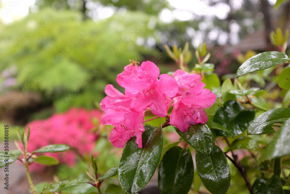 Wall mural rhododendron williamsianum (august lamken), outdoor plants 2020