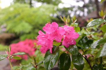 Rhododendron williamsianum (August Lamken), outdoor plants 2020