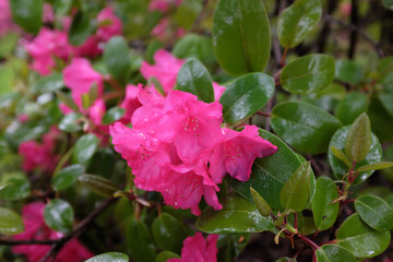 Rhododendron williamsianum (August Lamken), outdoor plants 2020