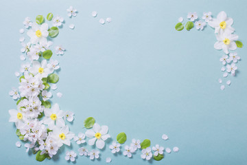 white narcissus and cherry flowers on blue paper background