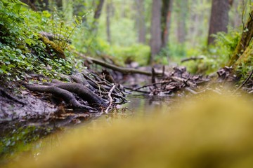 Bachlauf im Wald