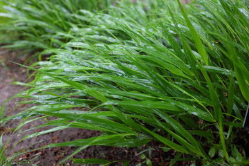 Hakonechloa macra (Poaceae), outdoor plants 2020