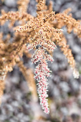 
Amaranthus flower close-up in the garden
