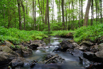 Bachlauf im Wald