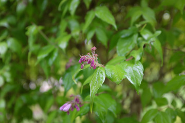 Kolkwitzia amabilis (Maradco), outdoor plants 2020
