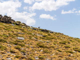 mountain goat on a mountain in Sierra Nevada