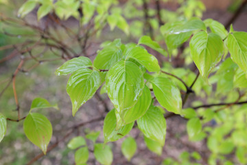 Cornus kousa (China Girl), outdoor plants 2020