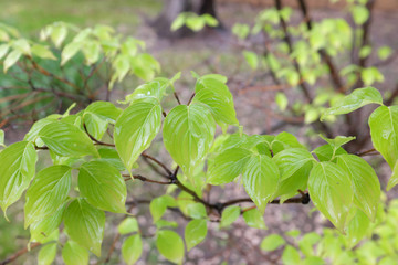 Cornus kousa (China Girl), outdoor plants 2020