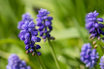 Grape hyacinth (Muscari Armeniacum)
