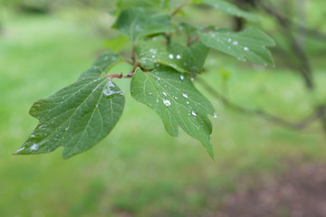 Lindera obtusiloba (Lauraceae), outdoor plants 2020
