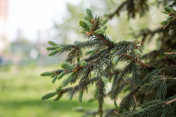 green spruce branch on blurry background