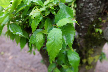 Zelkova serrata (Goblin), outdoor plants 2020