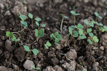 the first leaves of radish growing from the ground in spring. gardening concept