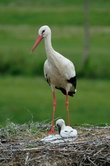 Hamburg Altengamme. NABU Hamburg erwartet Rekordjahr f&uuml;r Storchennachwuchs.