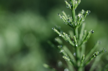 Green horsetail outdoors grows in the morning with dew