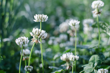 Grass, clover growing in forest or field