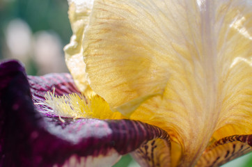 Irises are wonderful flowers to decorate the yard near the gazebo or in the garden