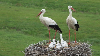 Hamburg Altengamme. NABU Hamburg erwartet Rekordjahr für Storchennachwuchs.