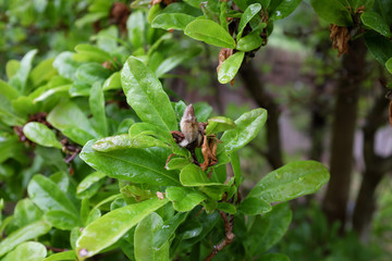 Magnolia stellata (Harvard Centennial), outdoor plants 2020