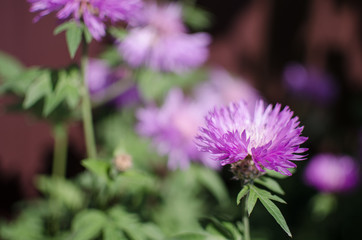 Fototapeta premium Cornflowers wildflowers grow outdoors in summer beautiful flower