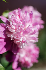 Luxurious peony flower with a beautiful aroma to decorate the flower bed