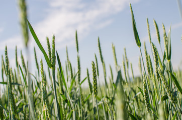 Fototapeta premium Spikelets of wheat growing outdoors, good harvest, very flour and bread