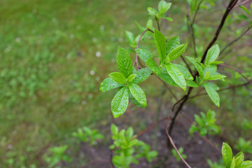 Clethra fargesii (Clethraceae), outdoor plants 2020