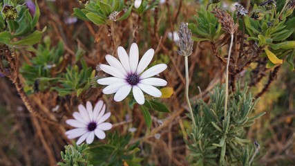 Nice flower in the field