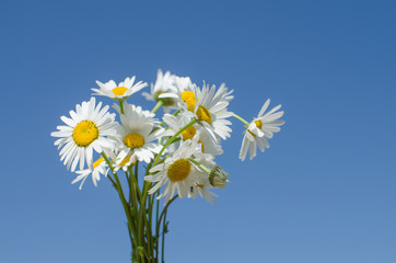 Beautiful fresh daisies bloom outdoors in the field