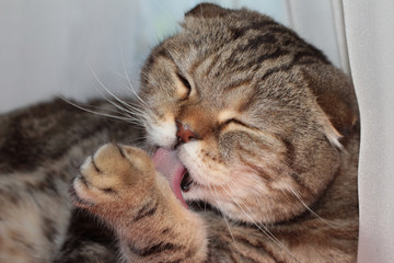 Naklejka na ściany i meble Cat licks paw. Cat to clean. Atmospheric photo of a cat.