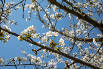 blooming tree in spring with blue sky