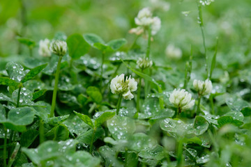 雨の後の野原のシロツメクサ。White clover or Trifolium repens in grass, spring time Japan