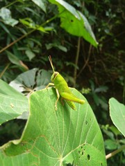 Green Grasshopper Kozhikode, Kerala, india
