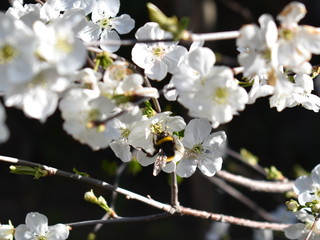 Las abejas como primeros polinizadores de la primavera